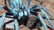 The spider just said stop this sht bro