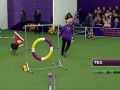 Watch Border Collie, Tex, Win 2015 Masters Agility Championship