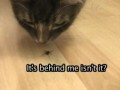 Коты и Паук