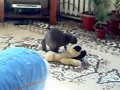 Кот и плюшевая собачка)