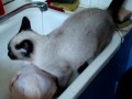 Кошка моет курицу