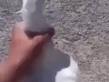 Goose Fap