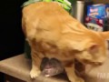 Неудачи котов и не только