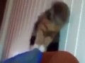 А кот против!