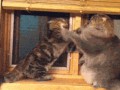gifs_021