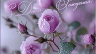 S-dnem-rozdenia-serenevye-rozy-01