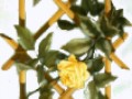 _roza_yapfiles.ru