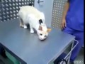 Как успокоить кота