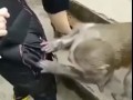 Я догадываюсь, кем была эта обезьяна в прошлой жизни