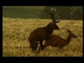 Deer Mating, Dyrehaven, Denmark