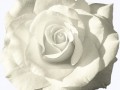 0_57d