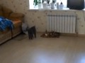 gifs_22222