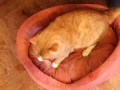 Использование кота для отогревания щенка