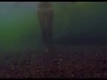 Shark-Night-3D Челюсти 3D (Фрагмент №1)