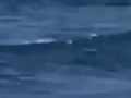 Best Mermaid Caught on Tape - Sea Peoples Creature are Real & Sightings on cam