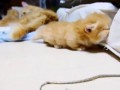 Catapocalypse Coub #3 \ Best Cats Compilation \ Приколы с котами \Котопокалипсис Coub