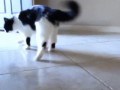 https__vk_com_gif_f