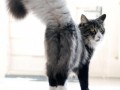 9c3921d1eb6dd248801d8ec4fddc731d--fluffy-cat-cat-tails