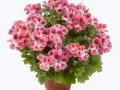 pac_Candy_Flowers_Peach_Cloud_13708