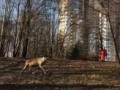 Олень в Химкинском парке
