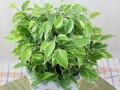 Фикус бенджамина 4