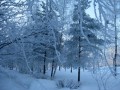 blue winter00015
