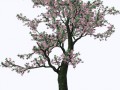 _vishnya_2_yapfiles.ru