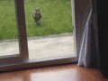 when_pets_play_15