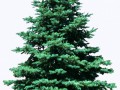 kisspng-tree-arborvitae-ornamental-plant-false-cypress-bushes-5ad5f7963df8a5 (1)