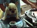 Собака DJ