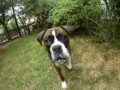 dog