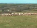 Тетрис из овец с подсветкой))