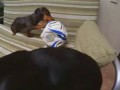 Наша такса Софи нашла футбольный мяч | Dachshund Sophie found a soccer ball