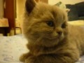 Котёнок заснул мгновенно
