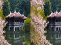 3D. Япония. САКУРА. SAKURA.