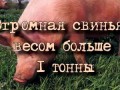 ОГРОМНАЯ СВИНЬЯ ВЕСОМ БОЛЬШЕ 1 ТОННЫ