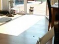 Dog thinks terrace door is closed