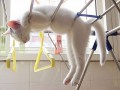 Youll-Cry-Laughing-at-These-Sleep-fu-Sleeping-Cats-Its-World-Cat-Day-7