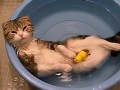Кот в "джакузи"