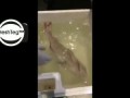Оживил замороженную рыбу