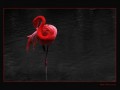 s3img_4738044_6221_0