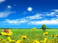 food-grass-sky-field-horizon-steppe-Rapeseed-tree-flower-grassland-plant-sunflower-woods-pasture-lad