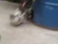 Кот зашел не в свой район