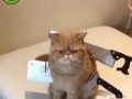 Костюм для котейки на Хеллоуин