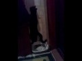 Кот гадит стоя