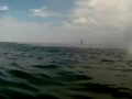 Нашествие рыбы