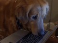 https__vk_com_gif