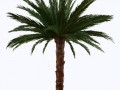 palma4