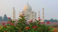 Flowers_in_the_background_of_Taj_-_the_beauty_of_Mehtab_Bagh