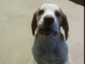 Beagle Terrorist